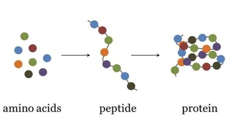 what-is-the-half-life-of-tb500-peptide
