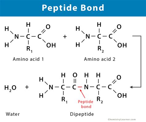 glow-peptide-tb500