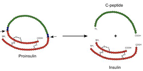 tb4 vs tb500 peptides