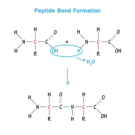 bpc-157 and tb-500 dosage for injury