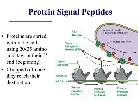 tb500-peptide-wirkung
