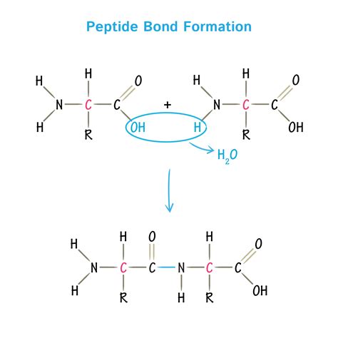 tb500 peptide heart